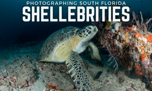 Sea Turtle Photo Workshop