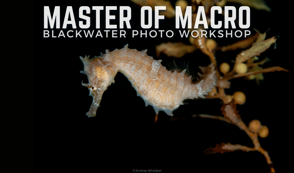 BLACKWATER MACRO PHOTO WORKSHOP