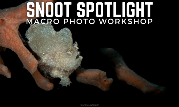 SNOOT LIGHTING WORKSHOP
