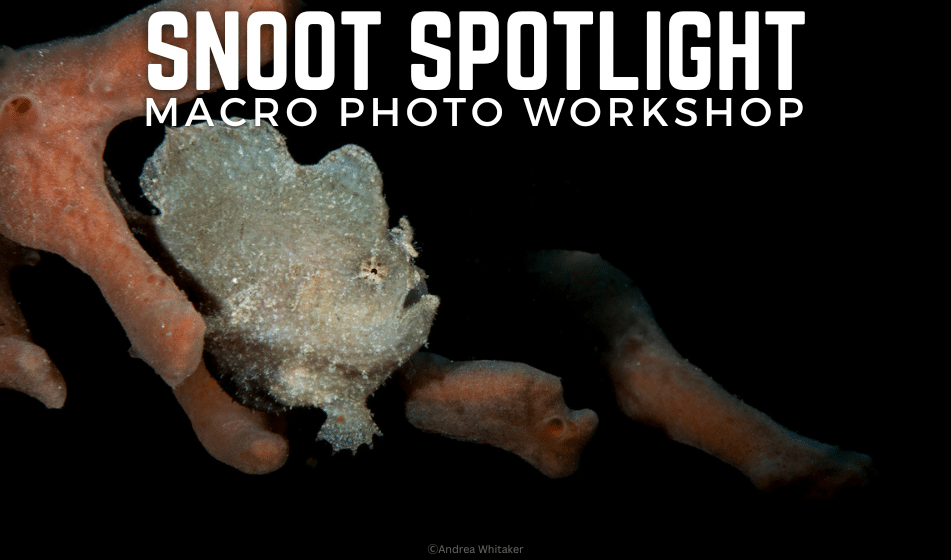 SNOOT LIGHTING WORKSHOP