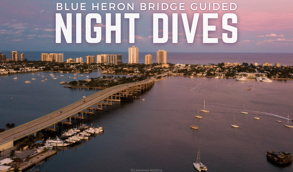 NIGHT DIVE BLUE HERON BRIDGE