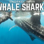 SNORKEL WITH WHALE SHARKS_