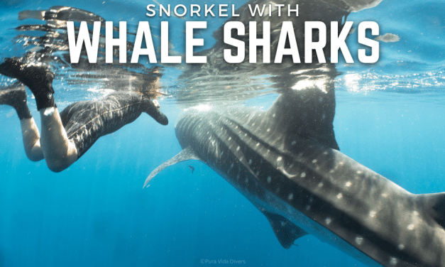 SNORKEL WITH WHALE SHARKS_