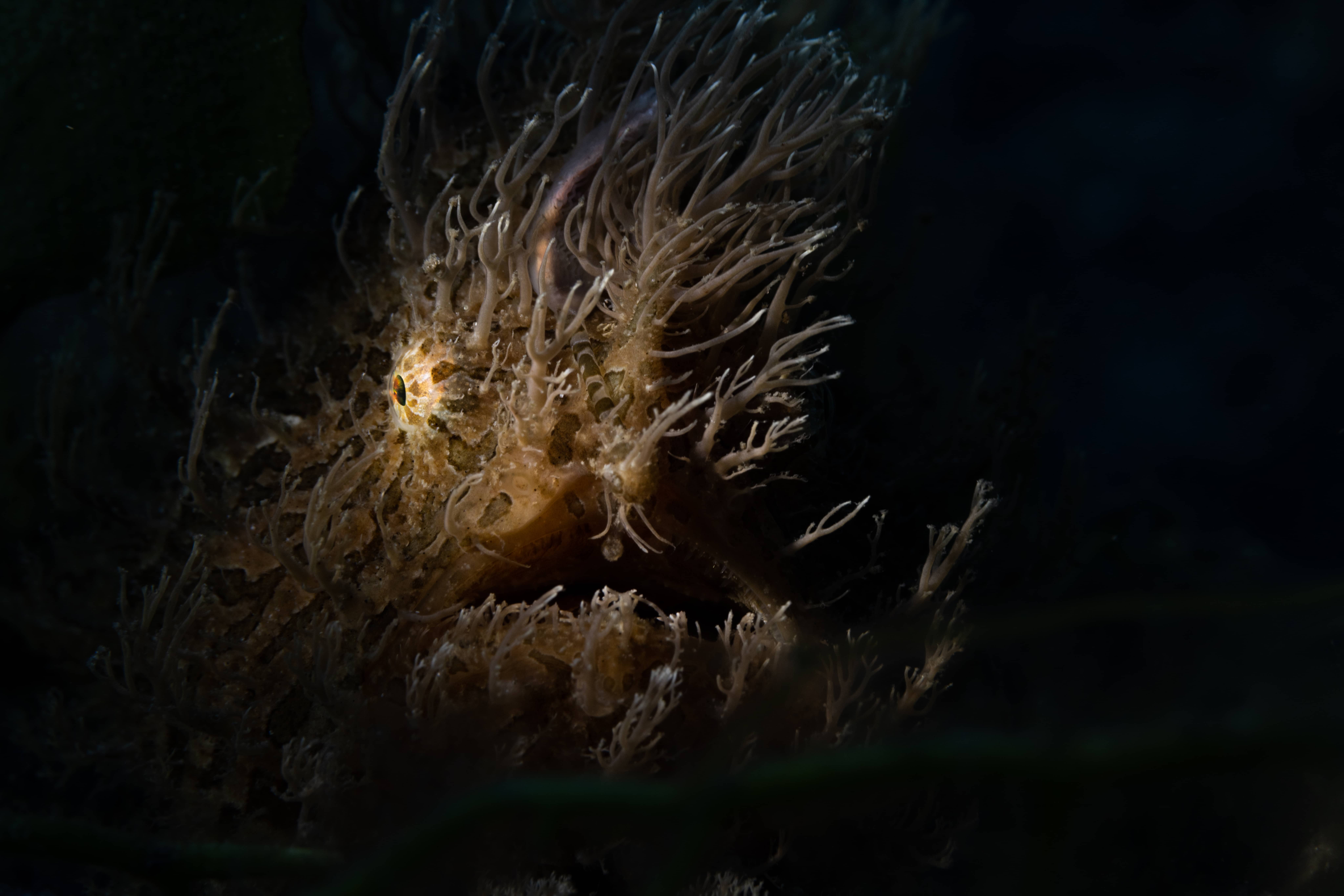 Dramatic lighting on Frogfish showcasing eye