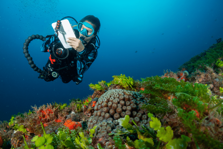Coral Reef Ecology - Diver monitors coral reef