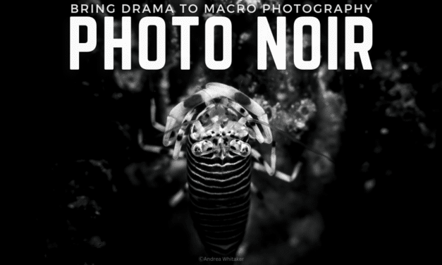 Photo Noir: Underwater Macro Workshop