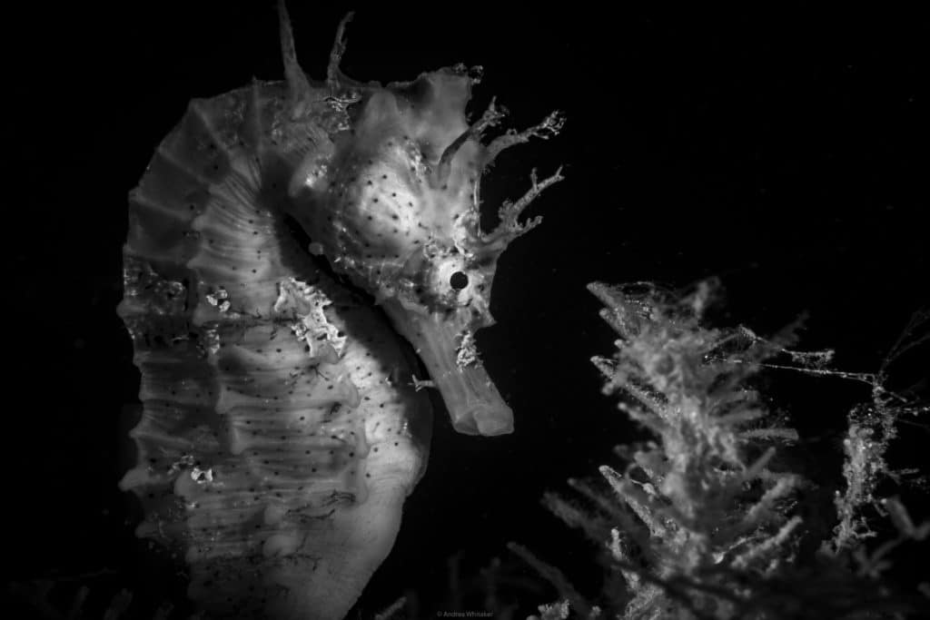 Photo Noir Seahorse by Andrea Whitaker