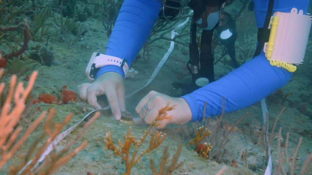 Researchers from the Reef Institute outplant baby corals with Pura Vida Divers