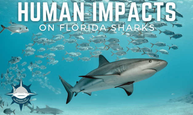 Human Impacts on Florida Sharks