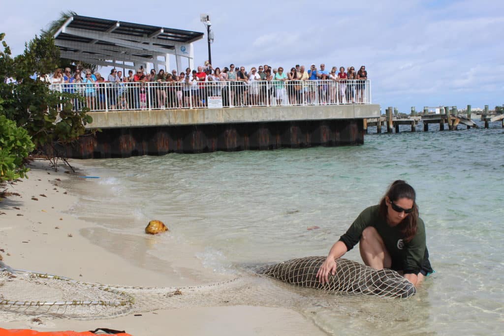 FWC manatee biologist with a small Florida Manatee