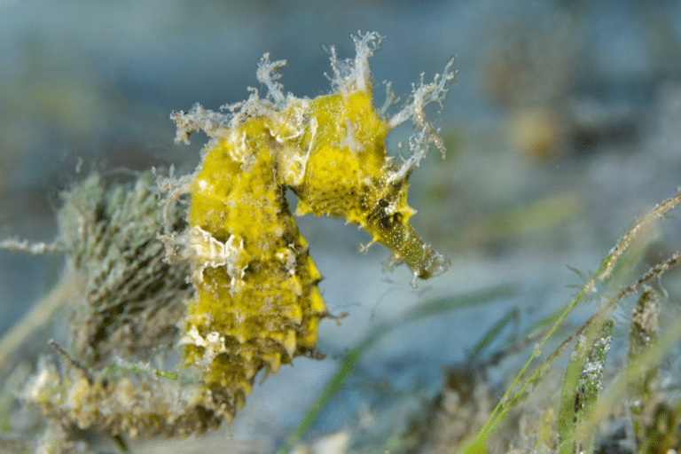 A yellow seahorse sits among seagrass at Blue Heron Bridge.