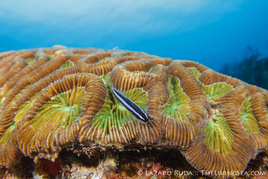 Brain Coral in Florida by Laz Ruda : Oceanwildlifephoto.com