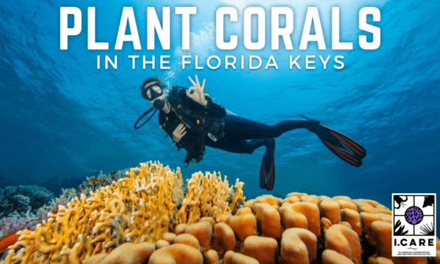 Coral Planting in the Florida Keys