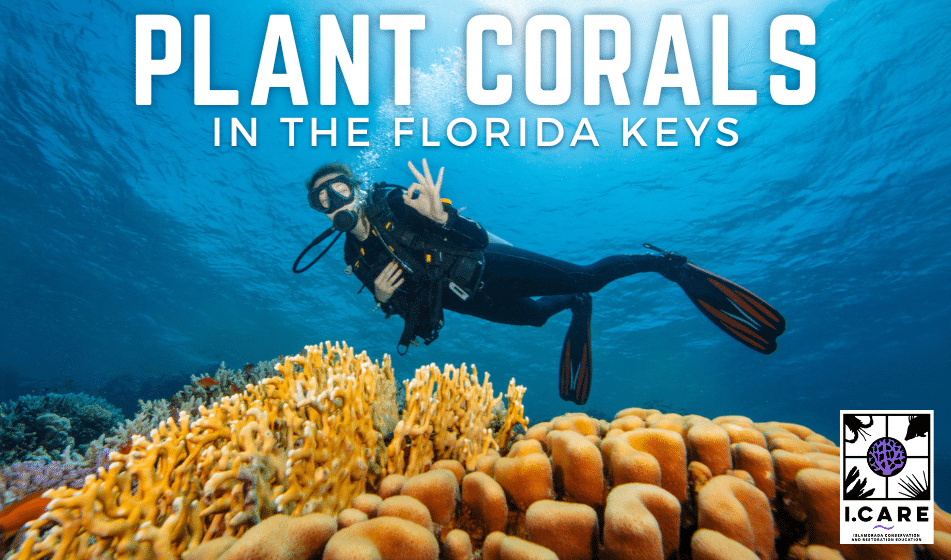 Coral Planting in the Florida Keys