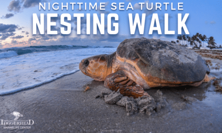 Nighttime Sea Turtle Nesting Walk
