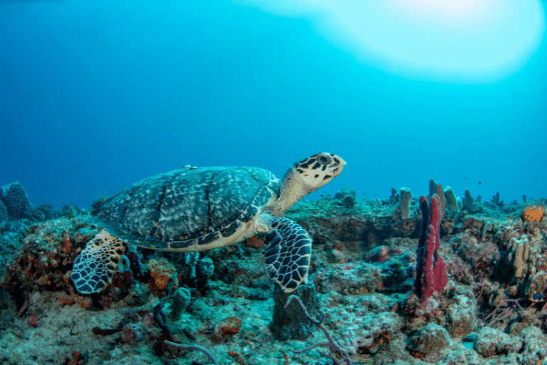 Loggerhead close up looking at camera