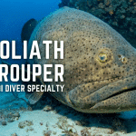 Be A Goliath Grouper Diver