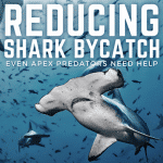 Reducing Shark Bycatch