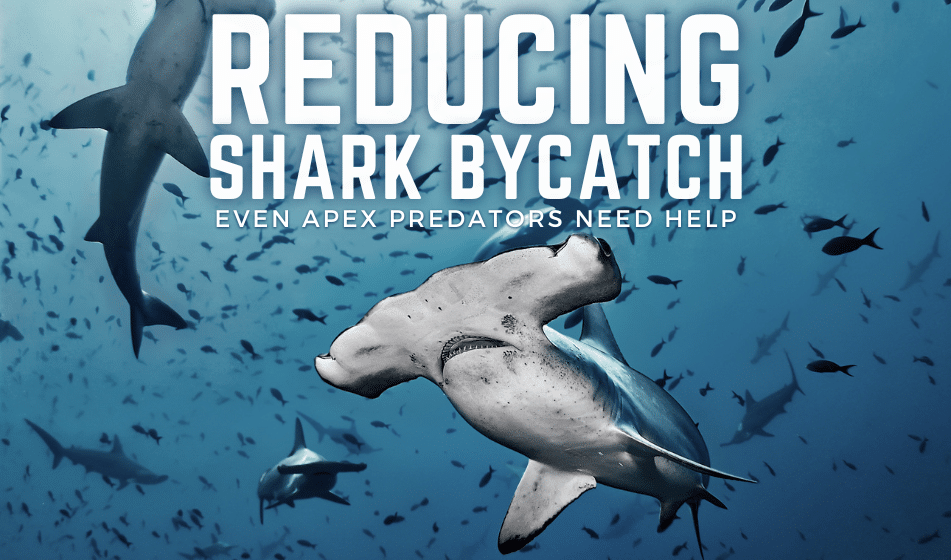 Reducing Shark Bycatch