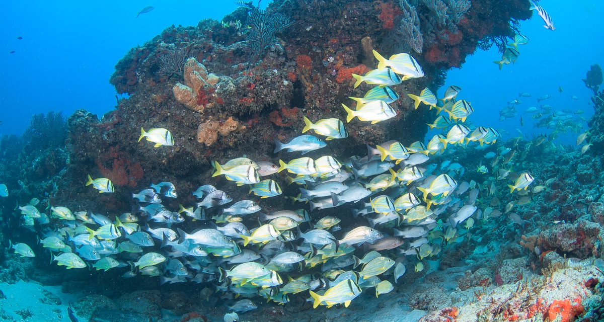 Winter Diving In Palm Beach Florida