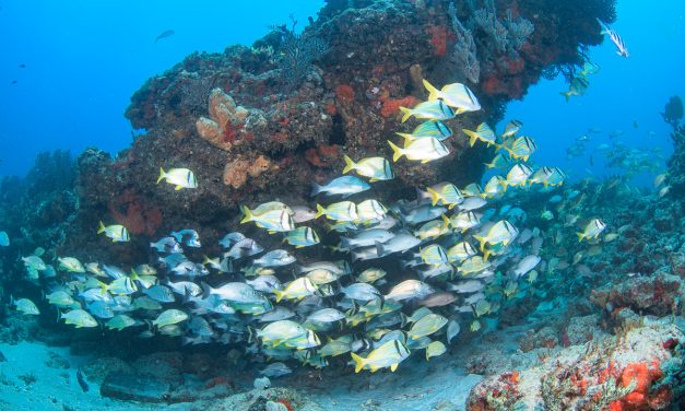 Winter Diving In Palm Beach Florida