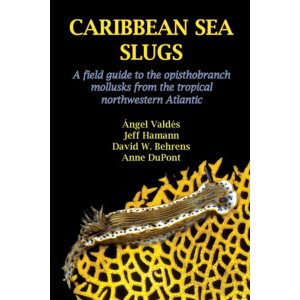 Caribbean Sea Slugs Book