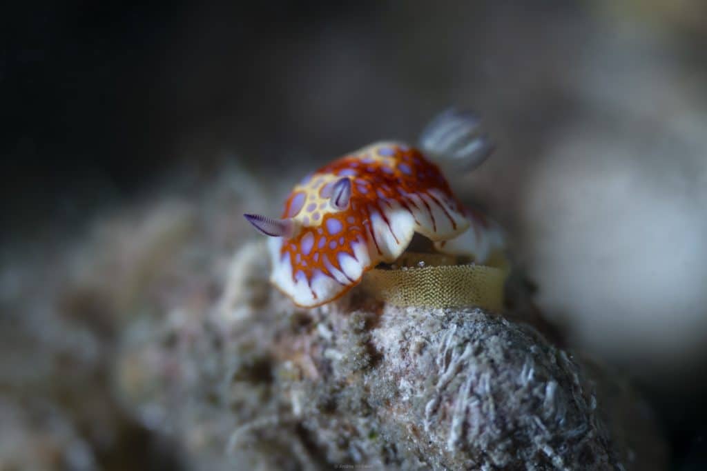 A Nudibranch glides over  its eggs underwater.