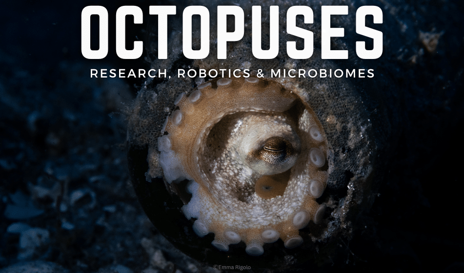 OCTOPUSES: RESEARCH, ROBOTICS, & MICROBIOMES