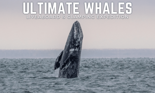 Baja Ultimate Whales Adventure