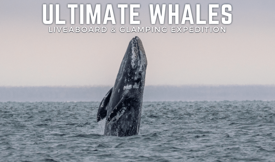 Baja Ultimate Whales Adventure