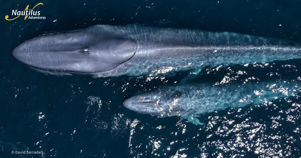 Mom and baby blue whales surface in the ocean.