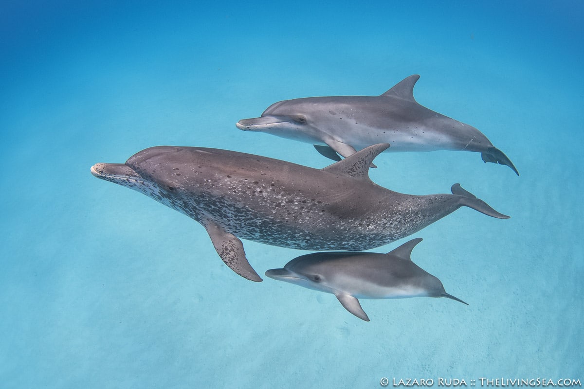 A mother dolphin and two juvenile dolphins swim in clear blue ocean waters above the sand.