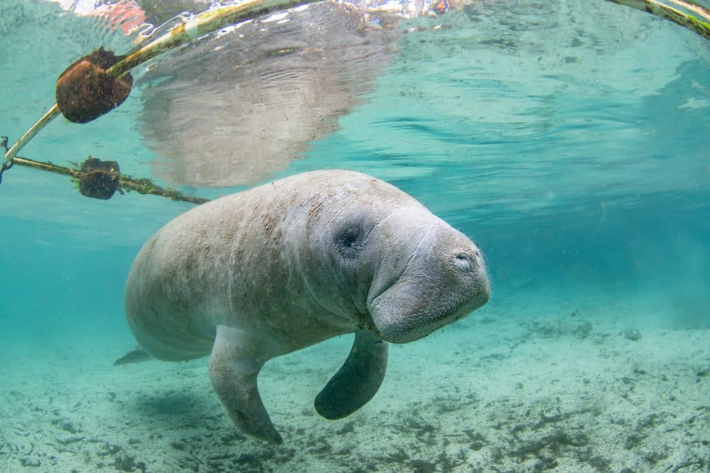 A lone manatee approaches the camera in the Florida springs.