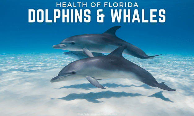 Health of Florida Dolphins & Whales