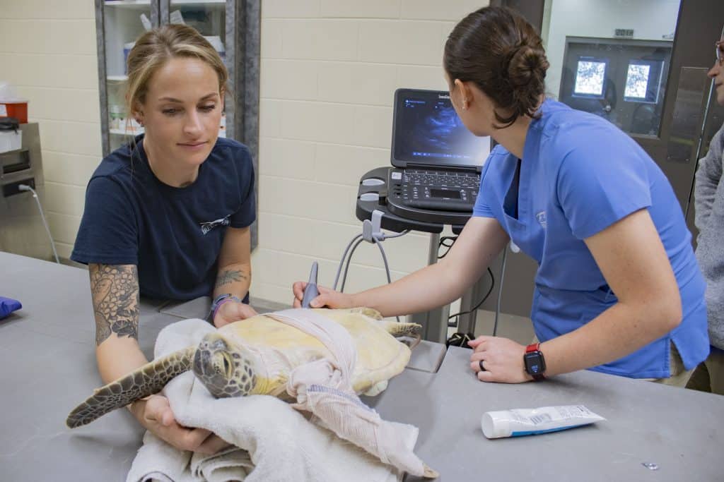 Jessica Patterson with sea turtle patient