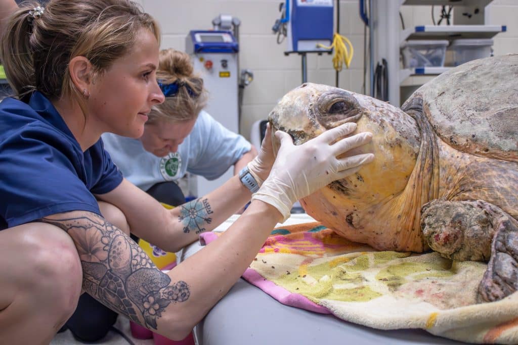 Jessica Patterson, Sea Turtle Specialist with the Brevard Zoo, inspects a sea turtle patient's jaw.