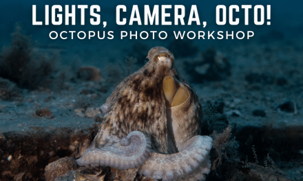 Octopus Photo Workshop