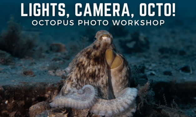 Octopus Photo Workshop