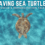 Saving Sea Turtles