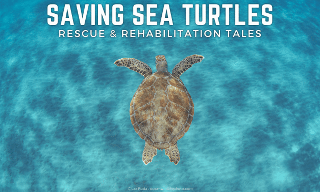 Saving Sea Turtles