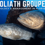 Goliath Grouper Biology & Management