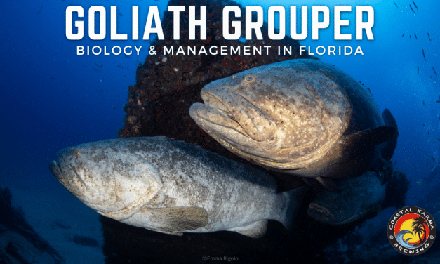 Goliath Grouper Biology & Management